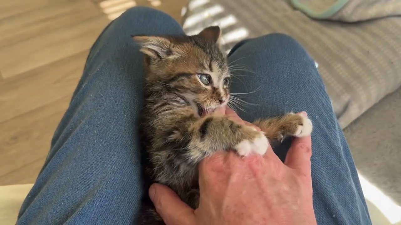Little Hawkeye, a ADOPTABLE Domestic Medium Hair in Eagle Point, OR video 2/4