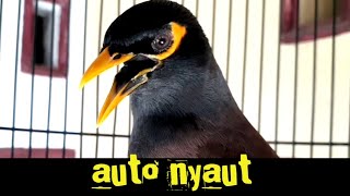 Download lagu variasi suara jalak nias full isian sekali putar saja jalak apapun auto nyaut || jalak nias gacor mp3 Download lagu variasi suara jalak nias full isian sekali putar saja jalak apapun auto nyaut || jalak nias gacor mp3