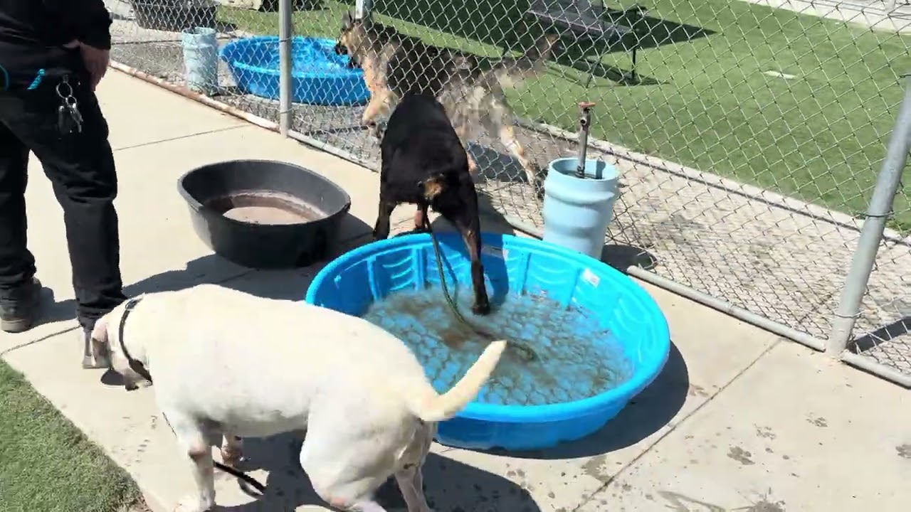 Cookie, a ADOPTABLE mixed breed in Wasco, CA video 6/6