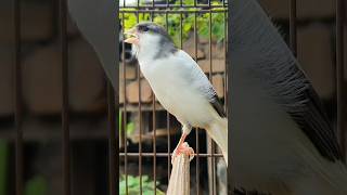 Download lagu Suara burung untuk menarik burung | suara burung #burung #hewan #kenari #hewanlucu mp3