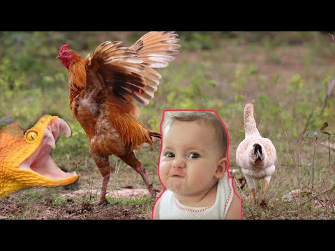Rooster crowing compilation plus rooster crowing sound effects and chicken song , best hen video