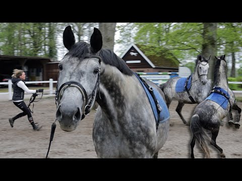 Panisches Pferd nicht mehr zu therapieren? Falco Trauma sitzt tief und kennt keine Ausnahmen!