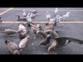 Glace Bay McDonalds Seagulls