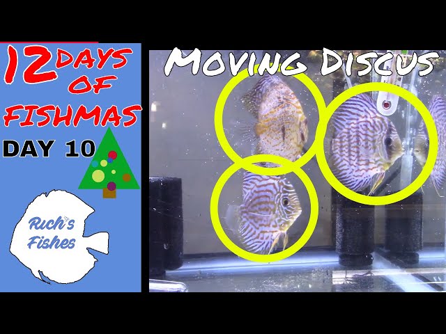 12 days of Fishmas 