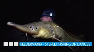 PREMIER! FEEDERMANIA – Kecsegehorgászat a Dunán