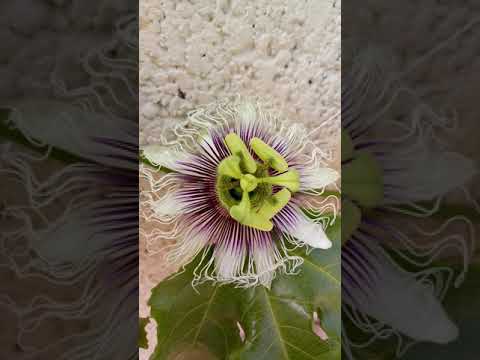T's TLC Trees tip of the week. Hand pollinating a Fredrick passion fruit