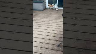 Video preview image #1 Bichon Frise Puppy For Sale in Pottstown, PA, USA