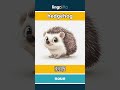 hedgehog - 刺猬 video thumbnail