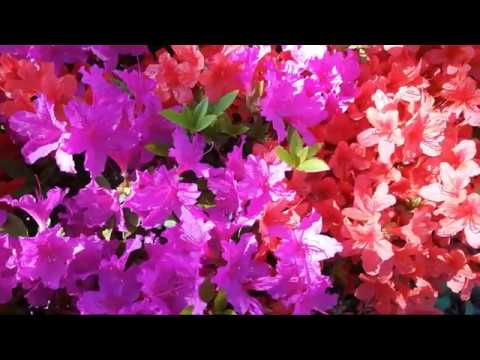 Cornelia Andreika - Lui te roaga