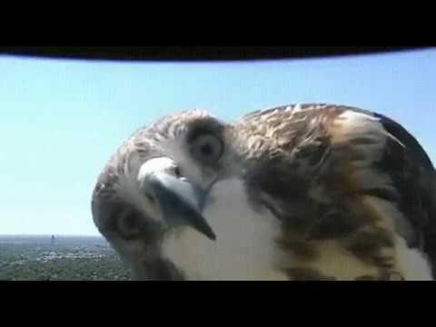 Red Tail Hawk Looking at Weather Camera