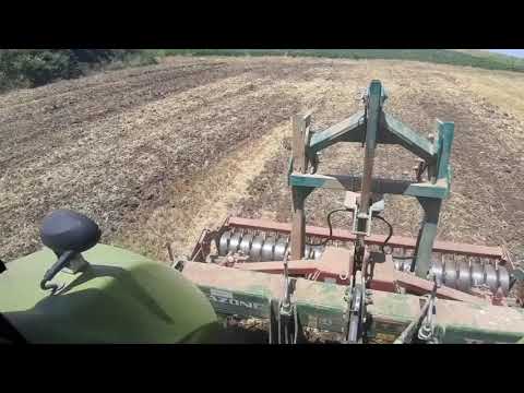 Žetva i postrna setva kukuruza 2019