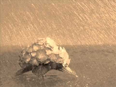 Snezana Djerdan - Zapevajmo onu nasu (uzivo)