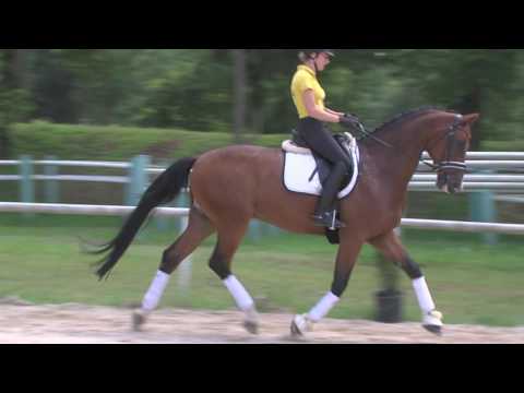 Verkaufspferd Pferdezentrum Stadl Paura QUICKSTEP M v. Quaterback