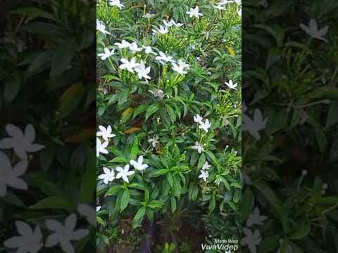 Pangarap na Bituin-music video (cover) for Educational purposes only