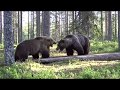 Two Big Brown Bear Fights In Finland New Video