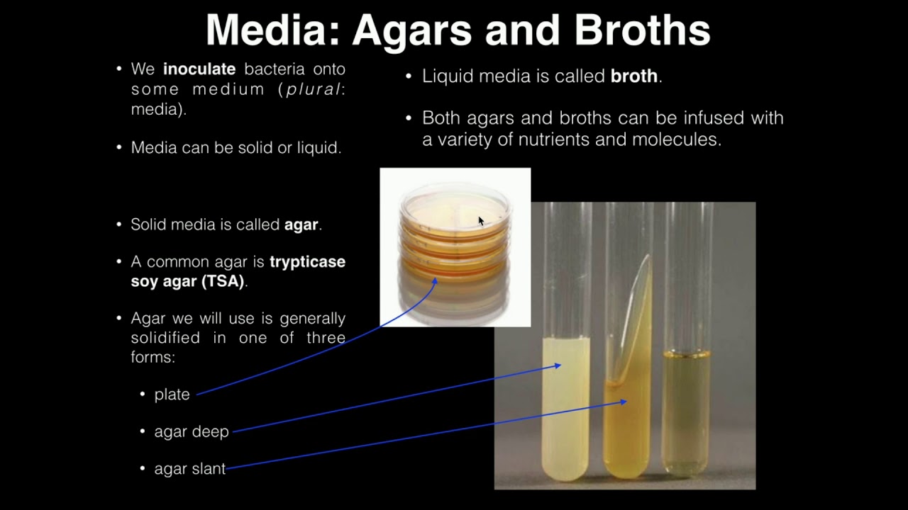 Lab Exercise 1: Introduction to Microbiology