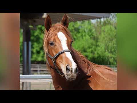 Liebchen's Held von Mount Etna xx - Lossow - EH Friedensfürst