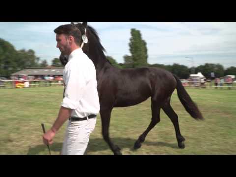 Fokdag Het Friesche Paard Zuid-Nederland in Hilvarenbeek