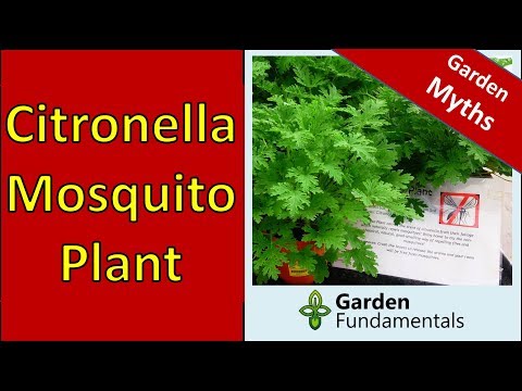 download lagu mp3 mp4 How To Use Citronella Plant To Repel Mosquitoes, download lagu How To Use Citronella Plant To Repel Mosquitoes gratis, unduh video klip How To Use Citronella Plant To Repel Mosquitoes