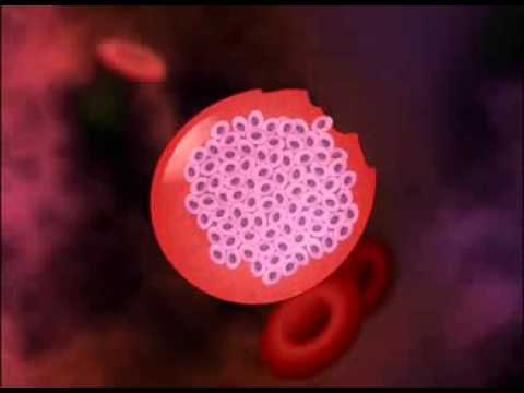 ▶ Malaria   Life Cycle of Plasmodium HD Animation   YouTube 240p