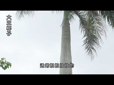 藤本莖植物有哪些