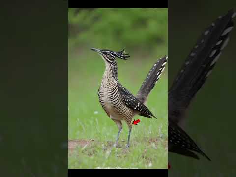 Почему роудраннер — одна из самых смертоносных птиц в природе😱⚡by Votfakt #facts