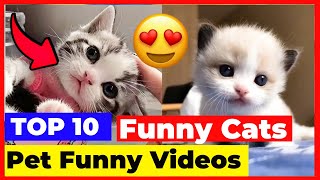 TOP 10 Funny Cats  Super Funny Cats Pet Videos  Cats Pet Funny Videos @Jhon Pets