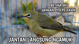 Download lagu panggilan pleci betina untuk pancingan pleci bisu mp3 Download lagu panggilan pleci betina untuk pancingan pleci bisu mp3