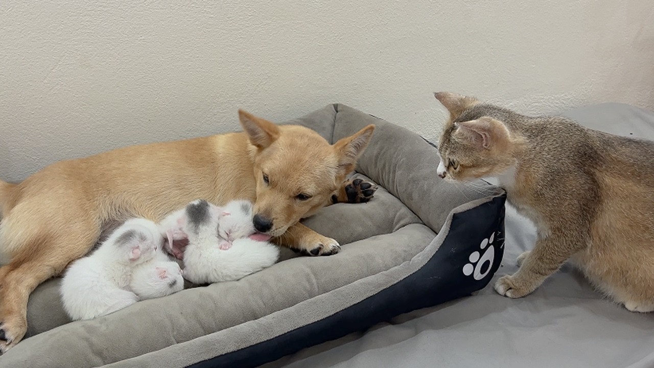 Mother Cat: This puppy has taken over custody of the Kittens! What will the mother cat do? So funny!
