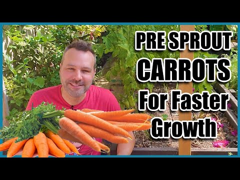 , title : 'How to Grow Carrots! Best way to Pre sprout Carrot Seeds.'