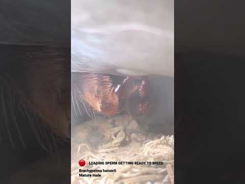 Male tarantula sperm loading - Mexican Red Knee