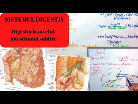 Paraziții intestinali la copii | Arcadia Spitale si Centre Medicale