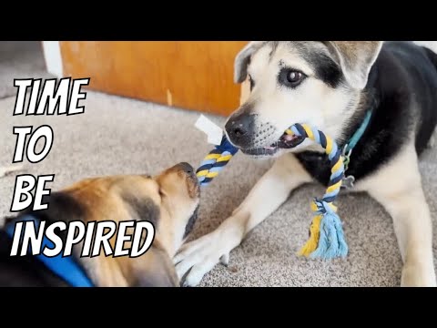 Inspired by Mint Chocolate Chip Ice Cream and Dogs