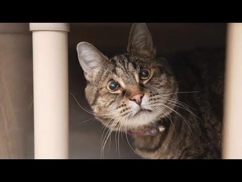 Cat Born Without Eyelids Has INCREDIBLE Rehab 😻