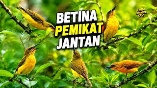 Download lagu Suara pikat sogon betina pemanggil sogon liar paling ampuh‼️ mp3