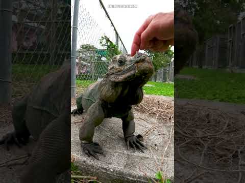 Cyclura cornuta stejnegeriについて詳しく解説