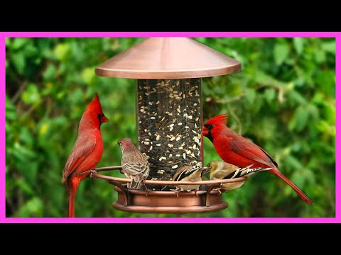Perky-Pet Blue Metal Tube Wild Bird Feeder - 1 lb Capacity for Wild Bird Seed - Durable Construction - 391 video review thumbnail