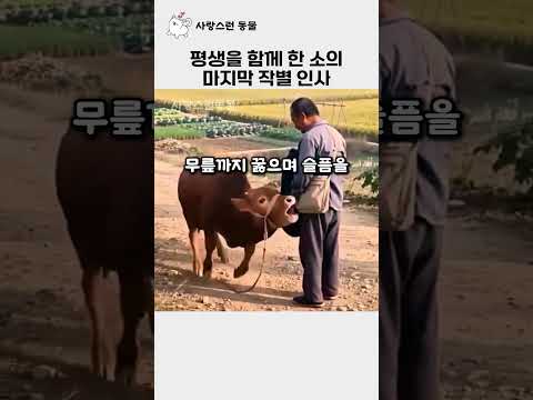 평생을 함께한 소의 마지막 작별인사