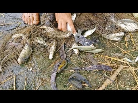 Most Satisfying Cast Net Fishing Video Catch Tons Of Fish - Traditional Net Catch Fishing On River