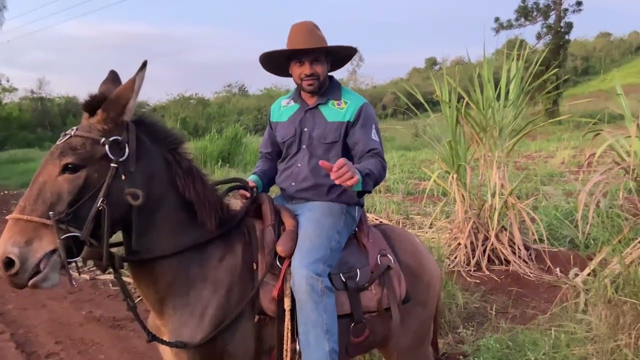 “Burro Saltador: Quase Perdi os dentes!” 🙄 #doma #domador #cascadebala