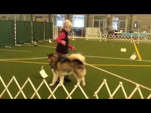 AKC Virtual Rally RIV-2