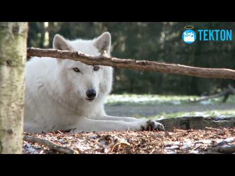 The Incredible Story of Saint Francis of Assisi and Brother Wolf