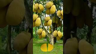Download lagu ASMR Nangka Magic Jatuh #asmr #asmrsounds #satisfying #feedshorts #shorts mp3