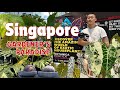 Discover Singapore’s Exotic Plant Community and Market! Botanica Exotica Aroid Competition