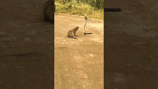 Download lagu Main Teri Dushman, Dushman Tu Mera' Video Song | Nagina | Lata Mangeshkar | Rishi Kapoor, Sridevi mp3