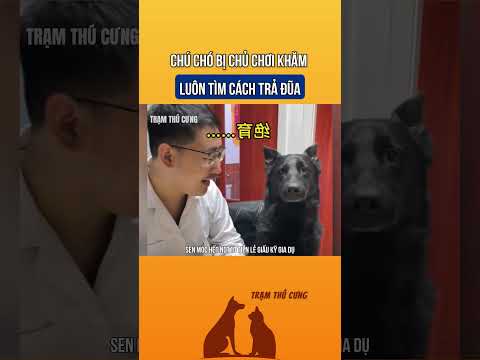 Chú chó bị chủ chơi khăm nhiều nhất luôn tìm cách trả đũa