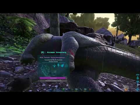 How Tame A Pachyrhinosaurus In Ark