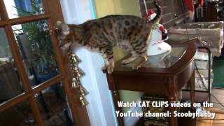 Bengal Cat Rings Christmas Bells