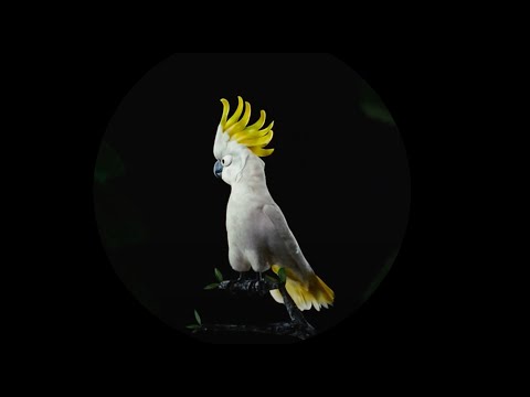 OOGO and Nowadays Records