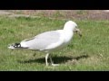 Lawn Destroyer Seagull